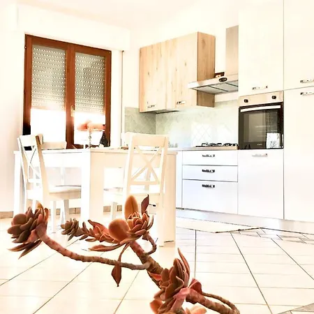 Sanseveria Tortolì
