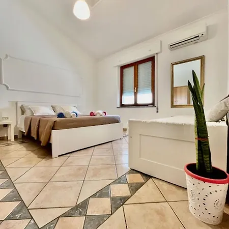 Sanseveria *